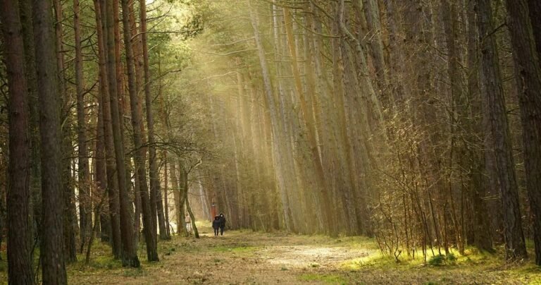 Cardiovascular health: How disc golf can provide a low-impact cardio workout